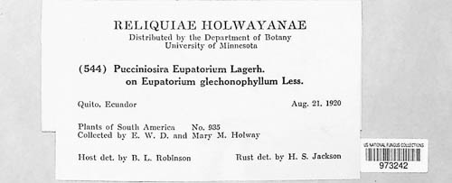 Pucciniosira eupatorii image